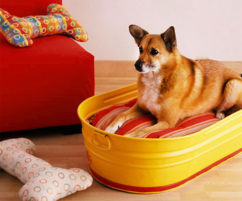Dog Bed And Dog Bath In One.