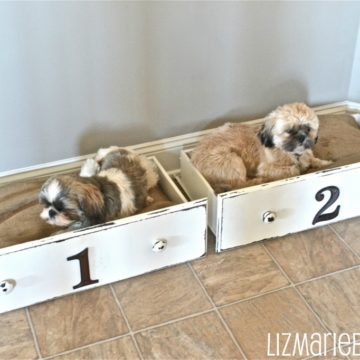 Drawer Dog Beds.