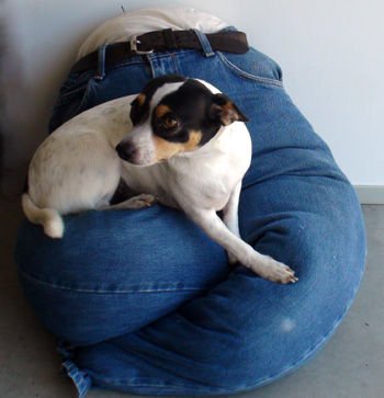 No Sew Blue Jeans Dog Bed.