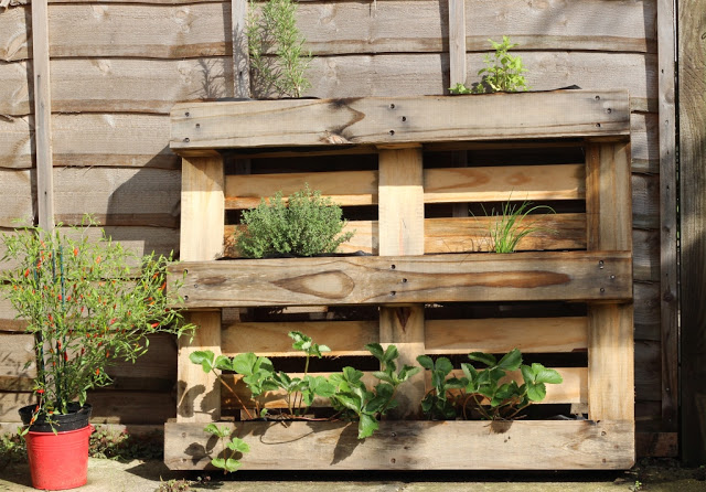 Perfect for small gardens or balconies!