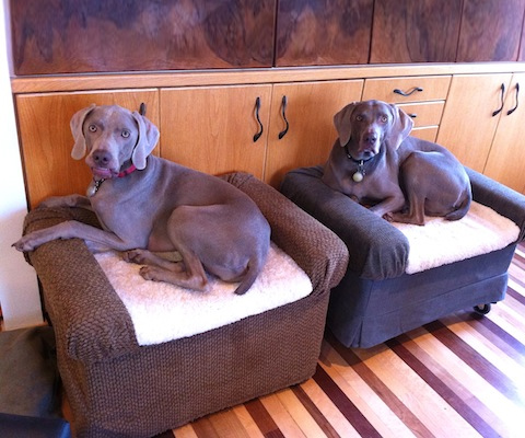 Repurposed Rolling Dog Beds.