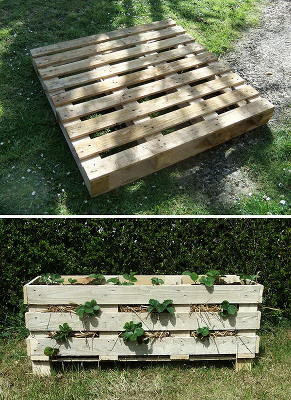 Strawberry Pallet Planter.