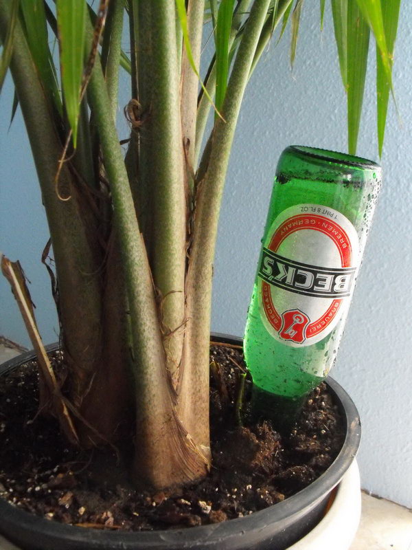Use This Easy Bottle Craft to Keep Your Plants Alive While On Vacation.