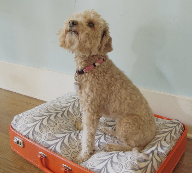 Vintage Suitcase Dog Bed.