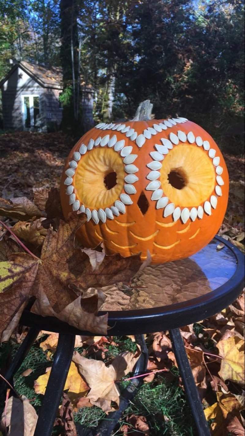 Lovely owl pumpking.