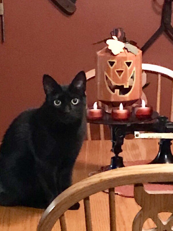 What’s Halloween without a black cat