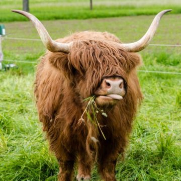 Highland Cows