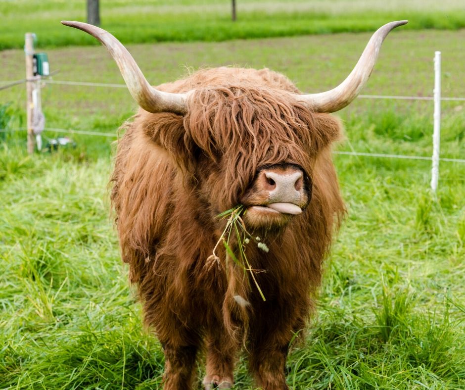 Highland Cows