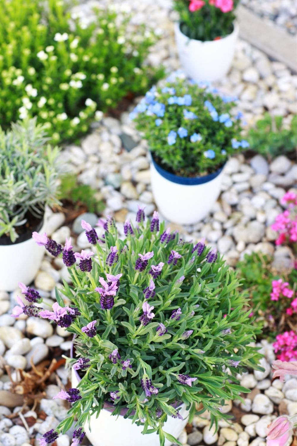 Dig Raised Beds and Rockeries