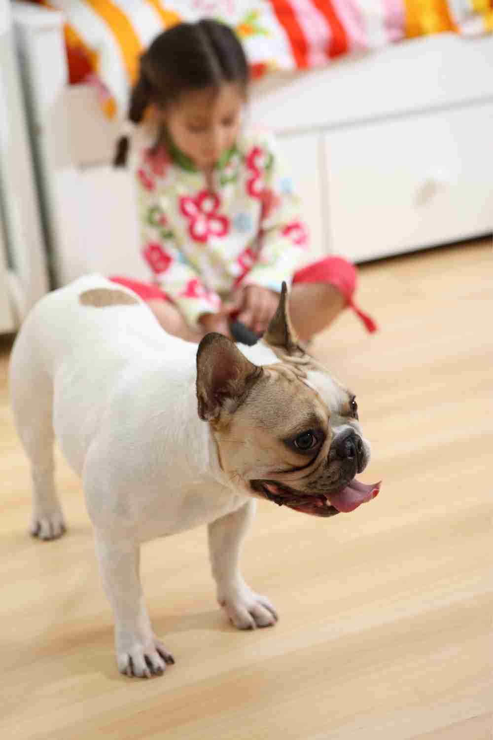 Measures to take around the house to ensure safety for pets