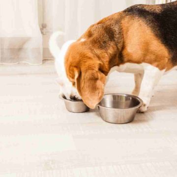 Pet Friendly Features You Can Incorporate In Your House