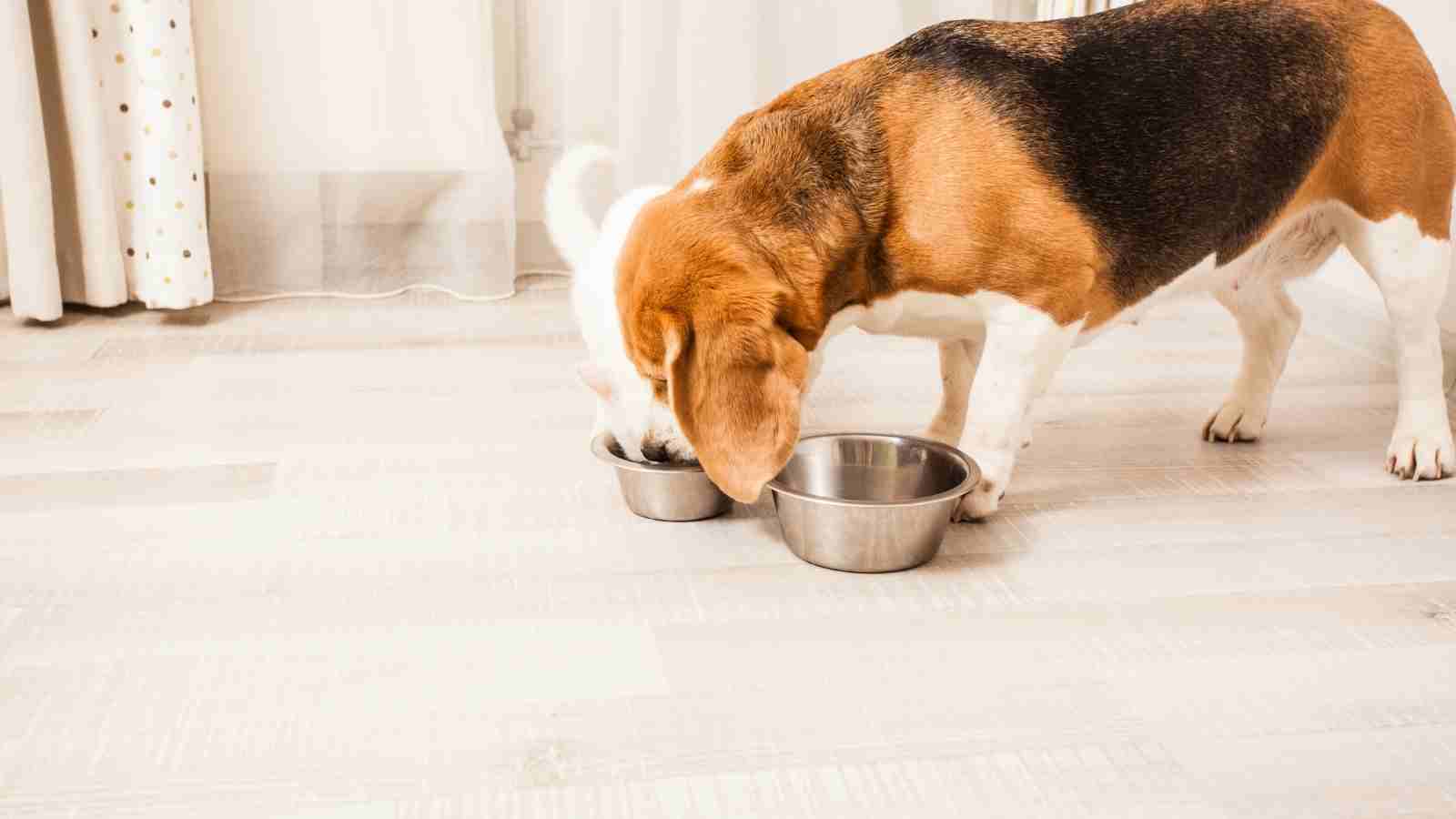 Pet Friendly Features You Can Incorporate In Your House