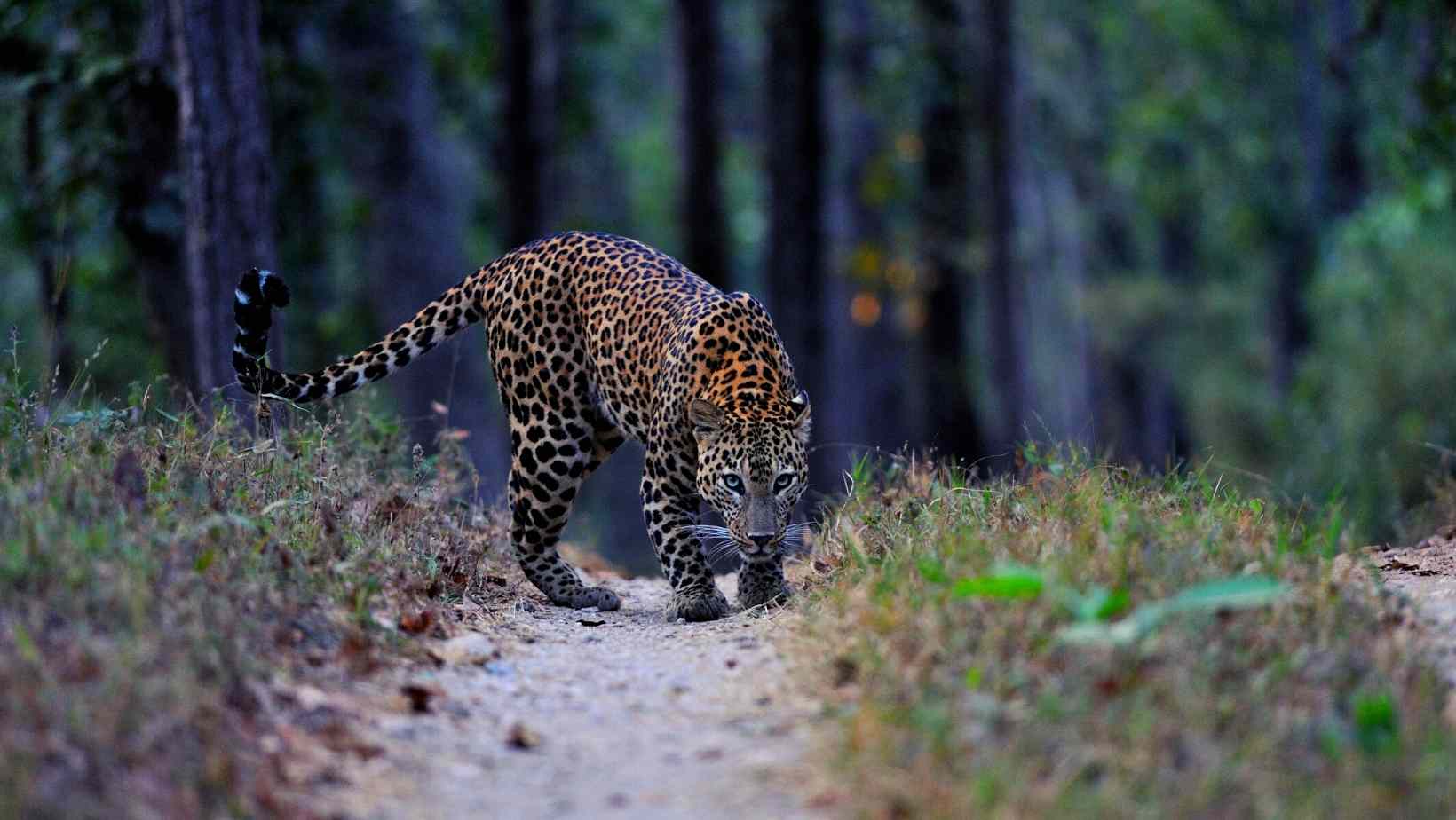 Kanha lodge in Kanha National park