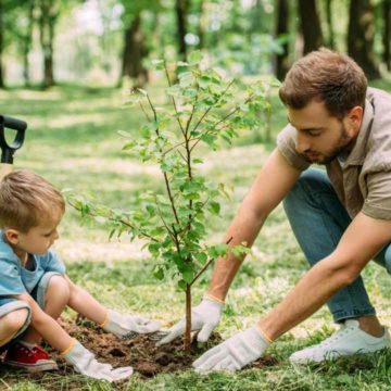 Tree Service Examples and Benefits