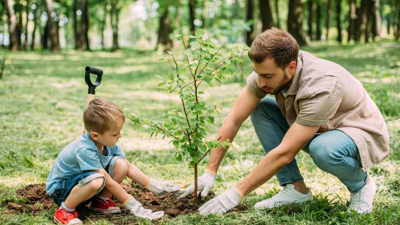 Tree Service Examples and Benefits