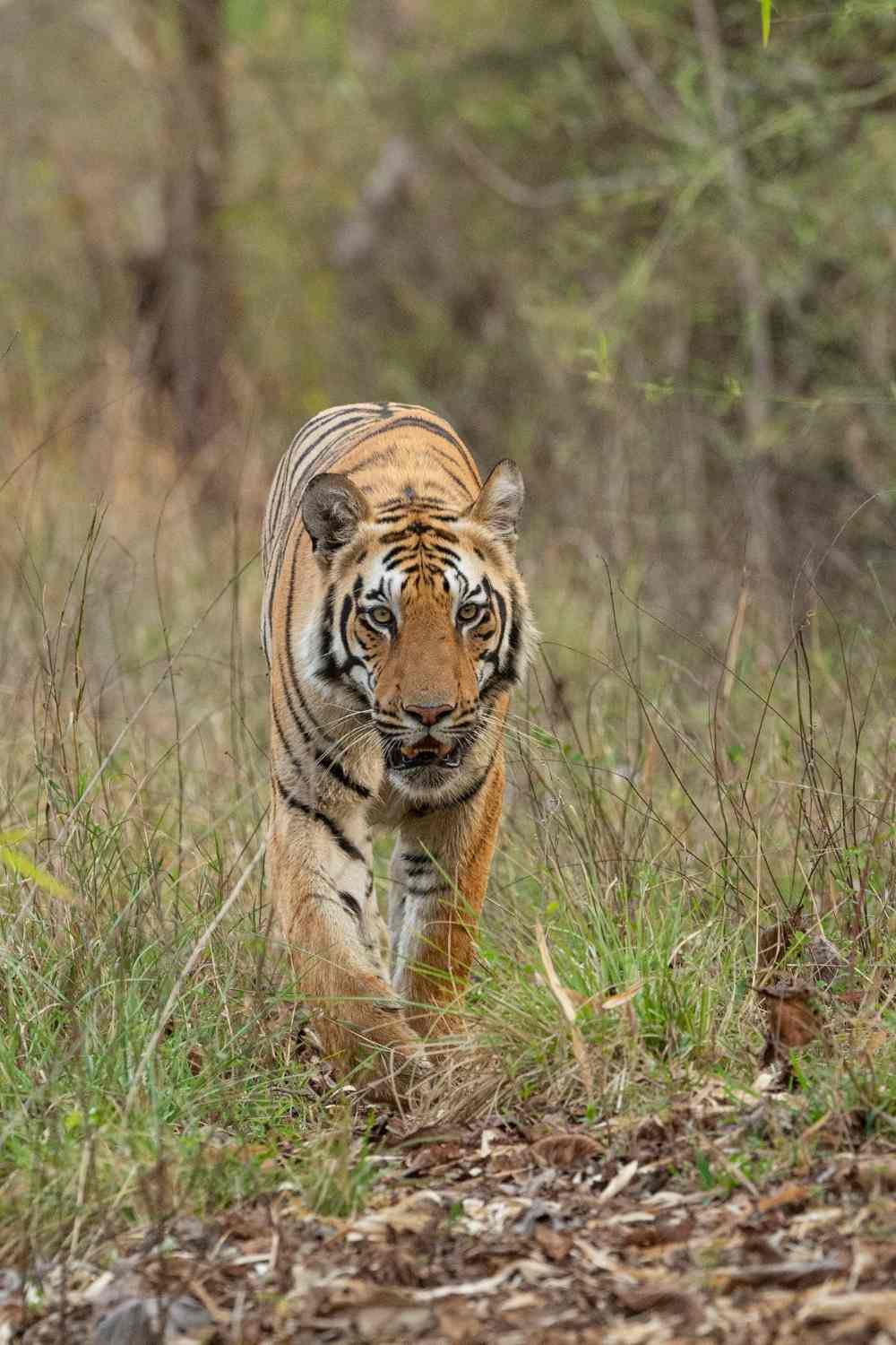 Tadoba Andhari Tiger Reserve