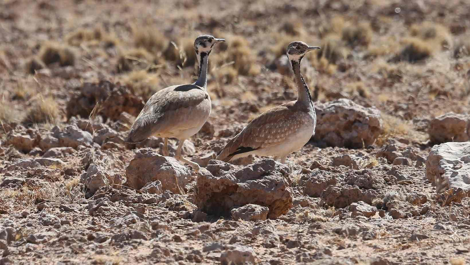 Kutch Bustard Sanctuary - Surreal Places To Visit In Bhuj