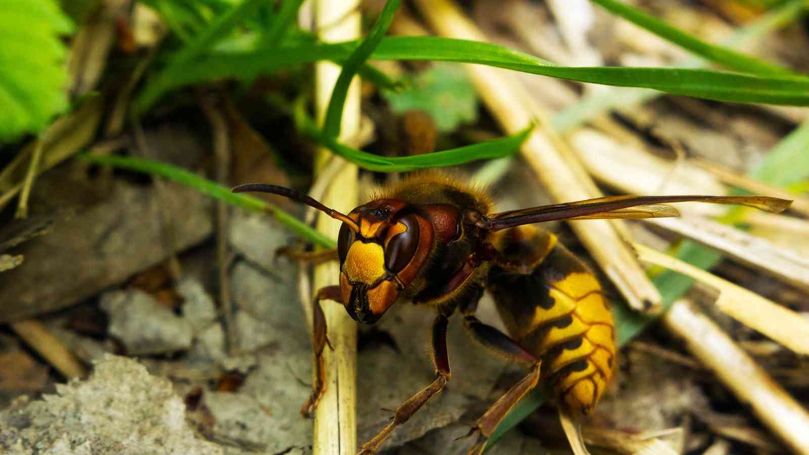 Get Rid of Ground Hornets